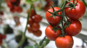 كلمة الفصل.. حقيقة وجود طماطم مسرطنة في الأسواق وشعبة الخضروات تحسم الجدل 1